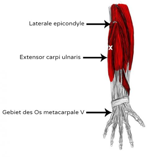 Etirement des muscles extenseurs de l'avant-bras 
